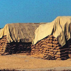 Paddy Selection